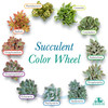 Altman Plants, Live Succulent Plants (20 Pack) Assorted Potted Succulents Plants Live House Plants in Cacti and