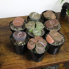 Altman Plants XL Giant Living Stones Succulents (8PK) Lithops Live Plants & Real Succulents, Pet Safe Plants & Live