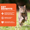 Forza10 Renal Wet Cat Food for Adult Cats - 3.5 oz, 12 Pack - Lamb Flavor