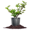 Perfect Plants Apache Thornless BlackBerry Bush, 1 Gallon, Live Plant