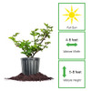 Perfect Plants Apache Thornless BlackBerry Bush, 1 Gallon, Live Plant