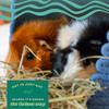 Oxbow Western Timothy Hay, Rabbit & Guinea Pig Hay, High Fiber, USA, 90 oz