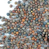 Handy Pantry Broccoli Sprouts Seed Organic - 1 Lb - Non-GMO Broccoli Seeds