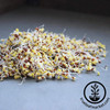 Handy Pantry Broccoli Sprouts Seed Organic - 1 Lb - Non-GMO Broccoli Seeds