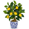 Artificial Potted Plants, 15.7 inches Small Fake Lemon Tree Artificial Lemons Citrus Tree with Blue and White Pot Faux