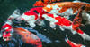 Sera Koi Professional Color 4.86 lb (2,200 g) | Colour Enhancing | Easily digestible koi Fish Food for Ponds | Premium