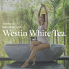 Westin White Tea Aloe Body Lotion Hotel Spa Cream Daily Hydration Hand Lotion Pump 8 Oz Signature Scent Skin Moisturizer