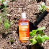 Hollywood Beauty Carrot Hair Oil 8Oz Bottle Hair Scalp Skin Nail And Massage Oil Helps Repair Damaged Hair And Skin Can Be Used As A Hot Oil