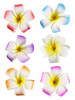 2.5 Hawaiian Hair Flower Clip Hair Barrettes For Women.Hair Buckle 4 Moana Luau Hawaiian Dresses For Women 6Pc Hair Clips For Thin Hair Hair