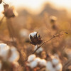 Organyc 100 Percent Organic Cotton Balls For Sensitive Skin 100 Count
