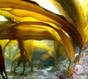 Dried Kelp From Hokkaido Japan. Kelp Stock Is The Basis Of Japanese Cuisine. Rishiri Kombu For Soup Stock 3 Oz 85G