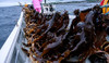 Dried Kelp From Hokkaido Japan. Kelp Stock Is The Basis Of Japanese Cuisine. Rishiri Kombu For Soup Stock 3 Oz 85G