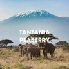 Exotic Peaberry Coffee Gift Box Whole Bean Fresh Roasted 4 X 16 Ounces Tanzania Costa Rica Brazil And Bolivia