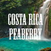 Exotic Peaberry Coffee Gift Box Whole Bean Fresh Roasted 4 X 16 Ounces Tanzania Costa Rica Brazil And Bolivia