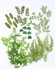 42 Pcs Real Dried Pressed Leaf Flowers Plant Herbarium For Craft Resin Jewelry Making Green Leaf