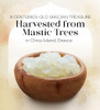 Cerez Pazari Natural Mastic Gum 0.71 Oz 20G Greek Chios Pure Resin Sugarless Gum Made From Resin Of Mastiha Trees Jaw Exerciser Vegan Non