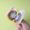 Snail Hair Clip Acetate Claw Clips Snail Hair Clips For Women Colorful
