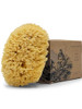 Baudelaire Sea Wool Sponge 5.5" - Natural Sea Sponge for Bathing and Shower - Durable, Sustainable & Environment-Friendly Loofah for Body