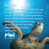 Primal Elements Soap Loaf, Sea Turtles, 5.5 Pound
