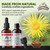 FLORIDA HERBS Elecampane Tincture, Organic Elecampane Extract (Inula Helenium) Dried Root Herbal Supplement, Non-GMO in Cold-Pressed Organic Vegetabl