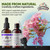FLORIDA HERBS PAU d'Arco Tincture (Tabebuia Impetiginosa) Dried Bark, PAU d'Arco Herbal Liquid and Vegan Extract