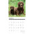 Willow Creek Press, Just Chocolate Labs 2026 Wall Calendar, 12'' X 12'', 18-Month Calendar with Stapled Binding
