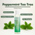 EDEN BodyWorks Peppermint Tea Tree Shampoo | Clarifying Shampoo for Curly Hair | Perfect for Build Up Cleansing | 8oz