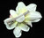 Ivory Cream and Fuchsia Cymbidium Orchid Flower Hair Clip
