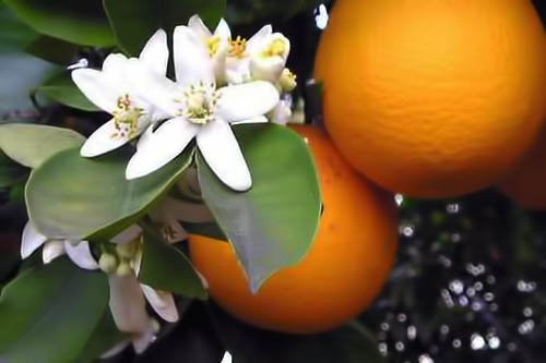Premium Organic Moroccan Orange Blossom (Neroli) Water | 4oz Imported From Morocco | Food Grade | Packed With Natural Antioxidants | Perfect for Revi