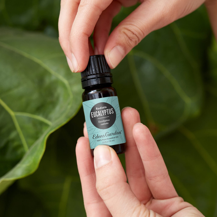 Edens Garden Eucalyptus- Radiata Essential Oil- 100% Pure Premium Grade, Undiluted, Natural, Therapeutic, Aromatherapy, The Best for Diffuser, Laundr