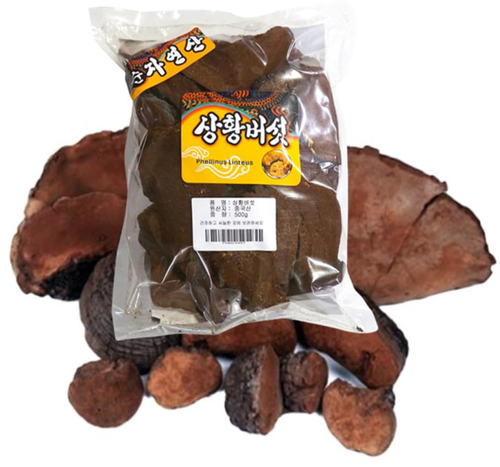 Organic Pure Natural Phellinus linteus Mushroom-1.1LB (500gram)