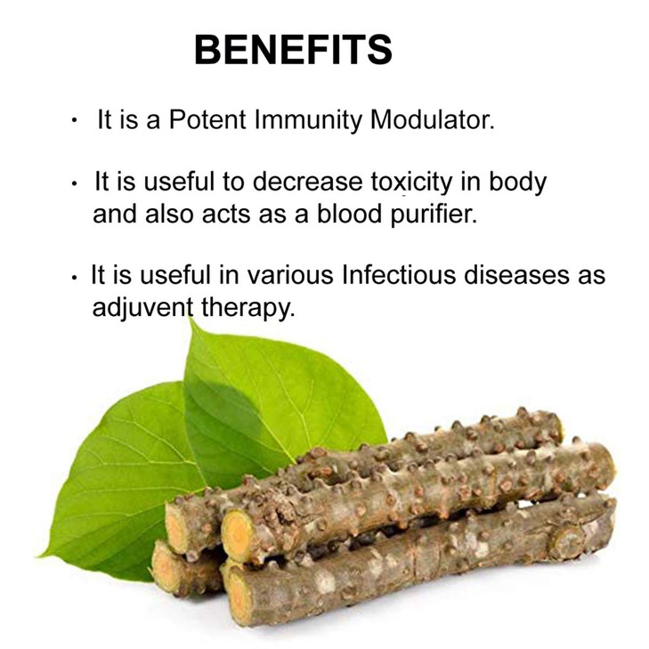 bixa BOTANICAL Guduchi Powder | Giloy | Tinospora Cordifolia | 200 Grams / 7 OZ | Ayurvedic Herbal Supplement for Immunity Support | Gluten Free, Non