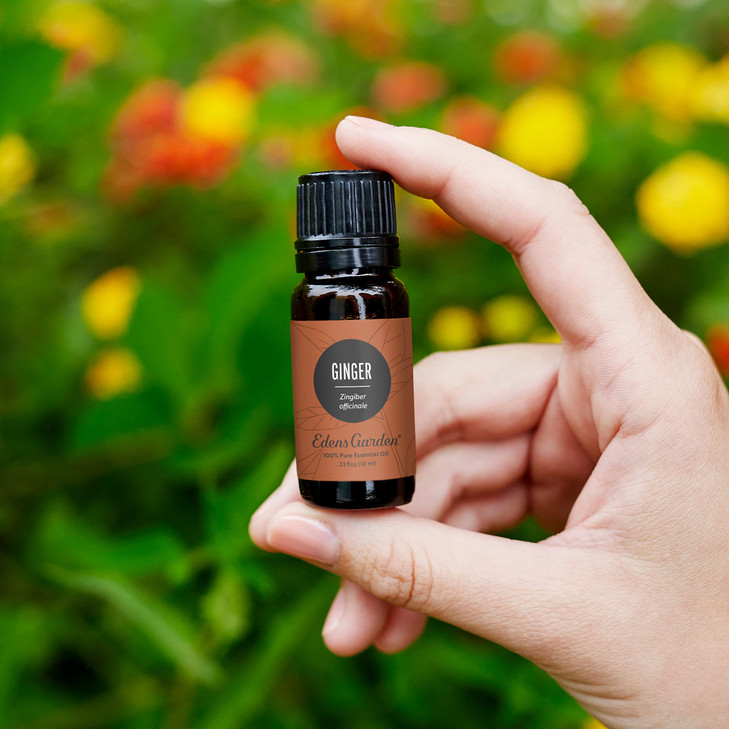 Edens Garden Ginger Essential Oil- 100% Pure Premium Grade, Undiluted, Natural