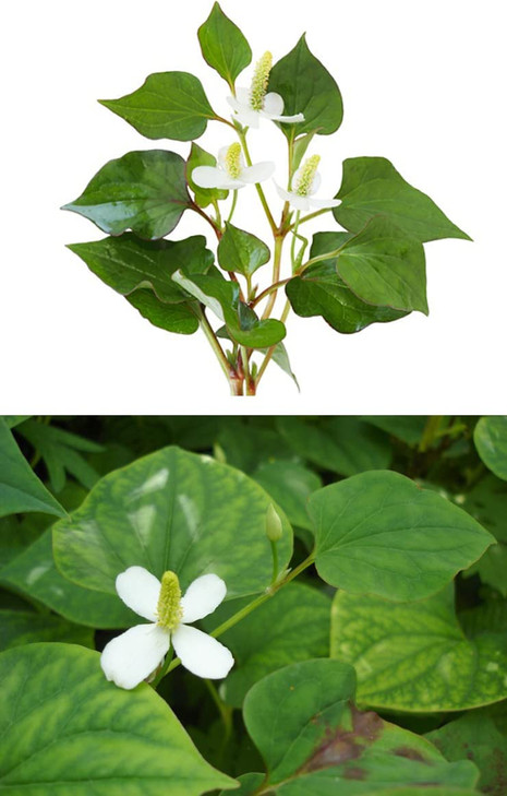 Organic Natural Pure Houttuynia Cordata(Eoseongcho) Extract Powder -10.58 Ounce
