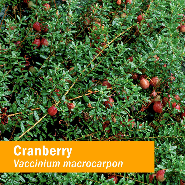 Herb Pharm Certified Organic Cranberry Liquid Extract for Urinary Tract Support