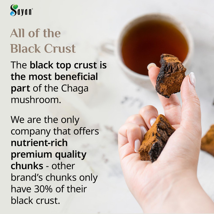 Sayan Siberian Pure Raw Chaga Mushroom Chunks with Black Top Crust 4 Oz / 113 g