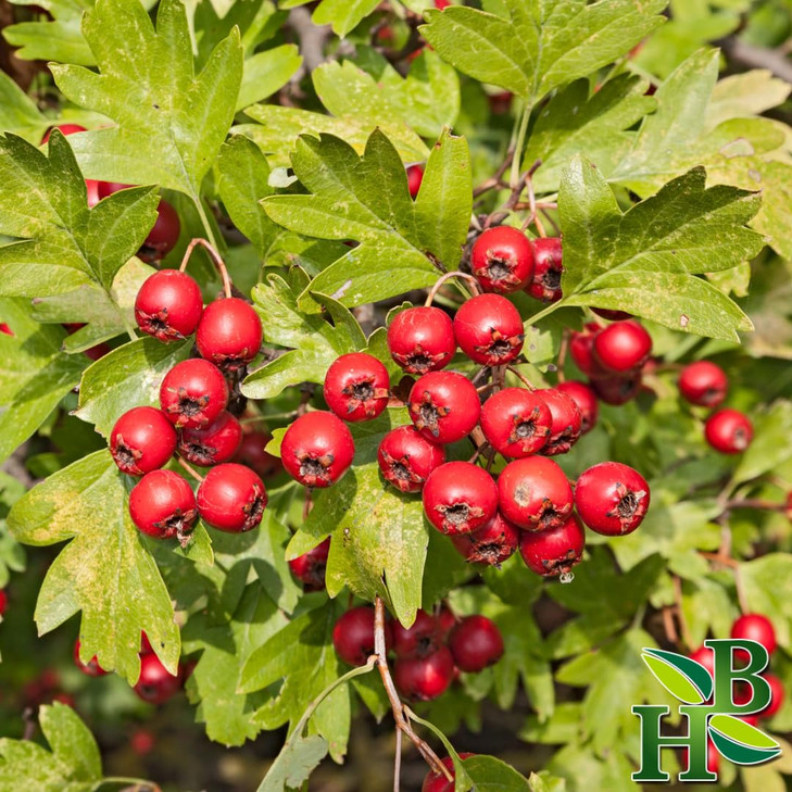 Herb To Body Hawthorn Berries Whole