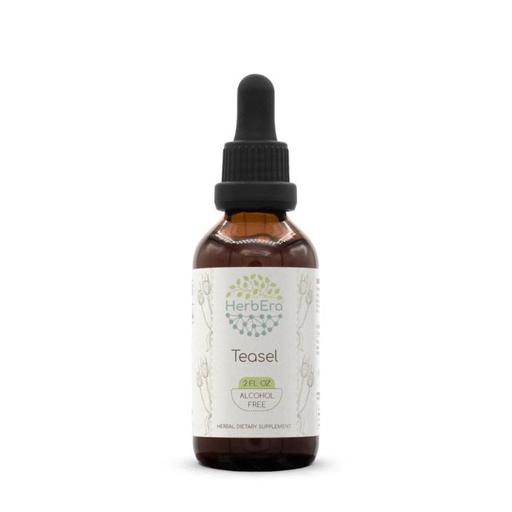 HerbEra Teasel B60 Alcohol-Free Herbal Extract Tincture, Concentrated Liquid
