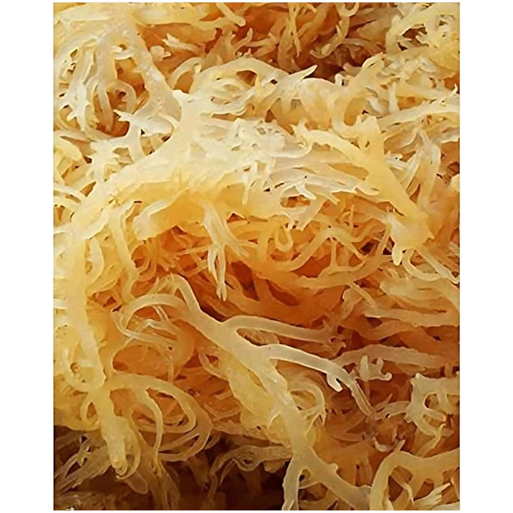 Sea Moss - Irish Sea Moss - Wildcrafted