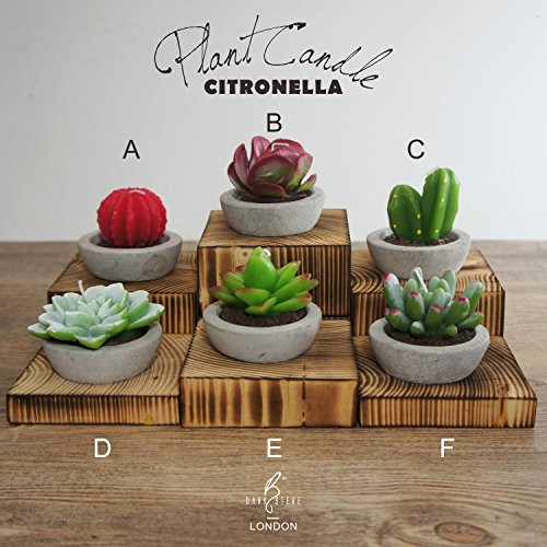 DarkSteve Decorative Citronella Plant Candle Collection - 6 pcs Cactus Candles Succulent Candles