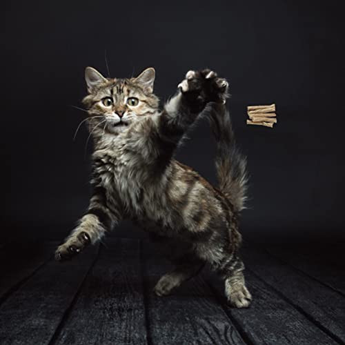 Cat Dancer Products 101 Interactive Cat Toy Brown
