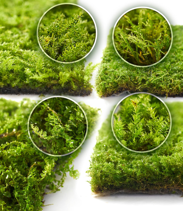 LuckyRunes Live Moss 4 Pack for Terrariums Potted Plants Floral Decor