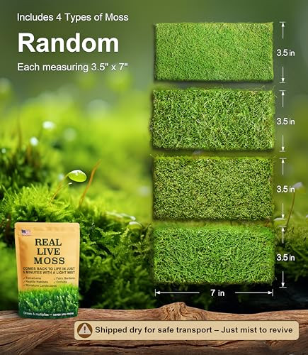 LuckyRunes Live Moss 4 Pack for Terrariums Potted Plants Floral Decor