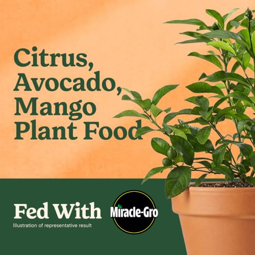 Miracle-Gro Shake N Feed Citrus, Avocado, Mango Plant Food - Fertilizer for Container and In-Ground Plants, Citrus,