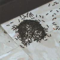 Rockwell Intice Gelanimo Ant Bait- 10 Stations