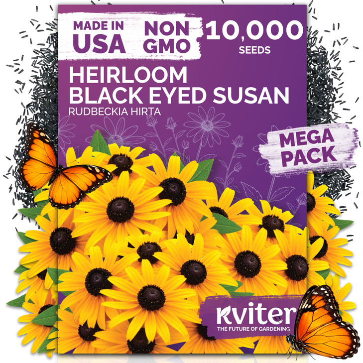 10,000 Black Eyed Susan Heirloom Flower Seeds for Planting, Rudbeckia Hirta
