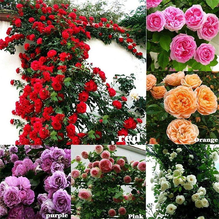 100Pcs Mix Climbing Rose Rosa Bush Vine Climber Butterfly Flower Seeds
