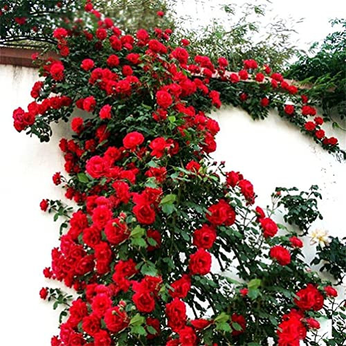 100Pcs Mix Climbing Rose Rosa Bush Vine Climber Butterfly Flower Seeds