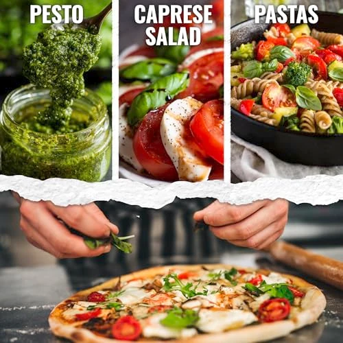 Seed Needs Italian Basil Seeds to Plant Heirloom Non-GMO Herbs 1 Pack