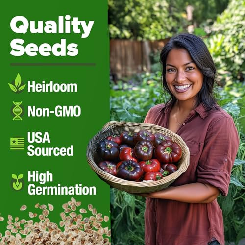 HOME GROWN Cherokee Purple Tomato Seeds 106+ Heirloom Non GMO
